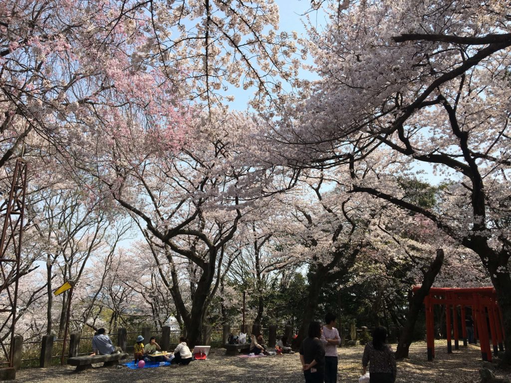 走井山公園の桜
