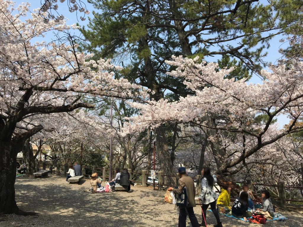 走井山公園の桜