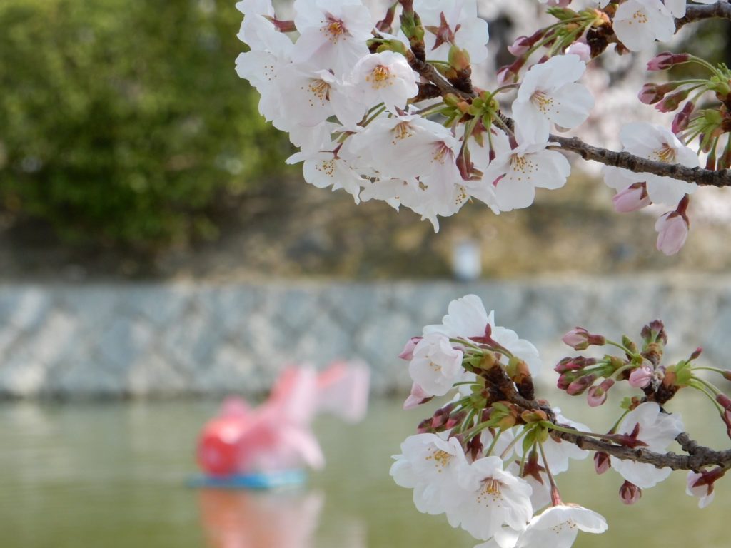 九華公園昼間の花見