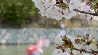 九華公園昼間の花見